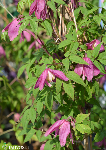 Clematis Atragene-Ryhm 'Ruby', tarha-alppikrh